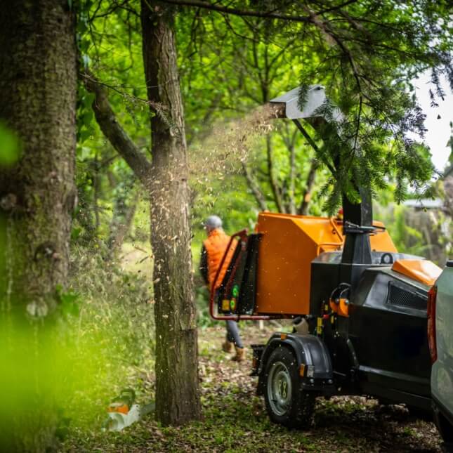 Clearing trees